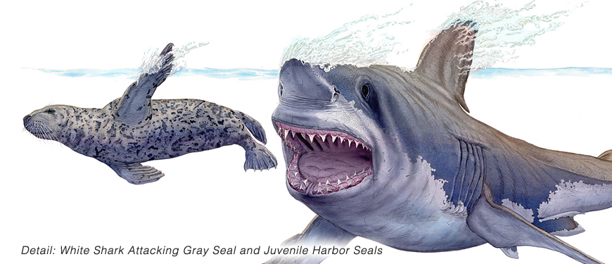 Shark Seals